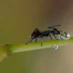 A close-up of a black moisture ant walking on a green stem, with its front legs near a small water droplet; the background is softly blurred in shades of green and brown for easy identification and prevention tips.