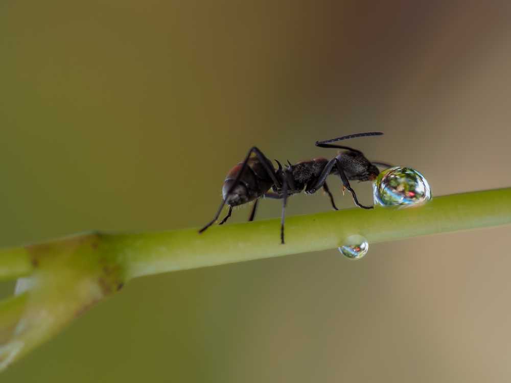 A close-up of a black moisture ant walking on a green stem, with its front legs near a small water droplet; the background is softly blurred in shades of green and brown for easy identification and prevention tips.