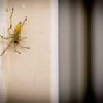 A Sac Spider Yellow with long legs is positioned on the edge of a beige wall inside a building, the background out of focus. Prevention tips can help keep these spiders out of your home.