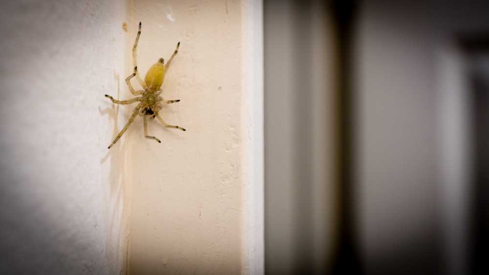 Featured image for Yellow Sac Spider: Facts, Identification, and Prevention Tips