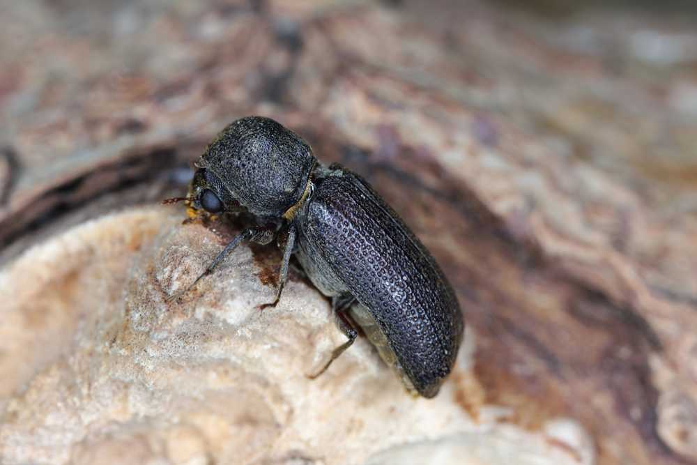 A close-up of a dark-colored beetle with textured elytra crawling on a rough, light brown surface. The beetle’s body is elongated and its antennae are visible.