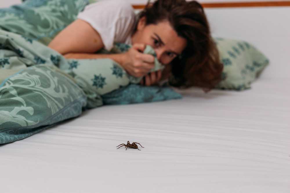 Featured image for How Do Spiders Get into the House? Entry Points and Prevention Tips