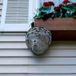 A large wasp nest is attached to the siding of a house beneath a window box filled with red flowers and green leaves. The wall is light-colored with horizontal panels and a white shutter.