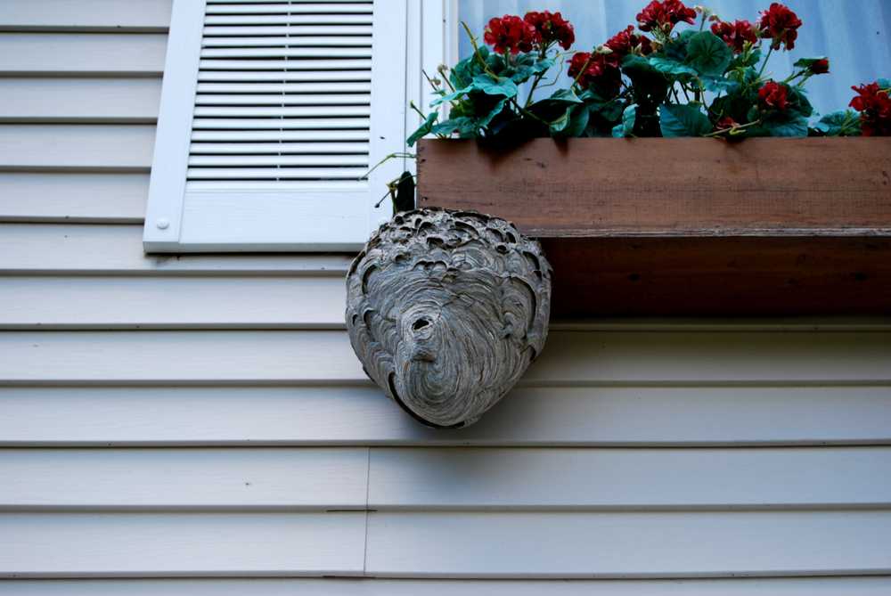 Featured image for Hornets’ Nest Removal: Safe, Effective Methods for Homeowners