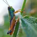 Close-up of a colorful grasshopper clinging to a green plant stem, showing its detailed body and legs—an intriguing look at the grasshopper lifespan set against a textured leaf and blurred natural background.
