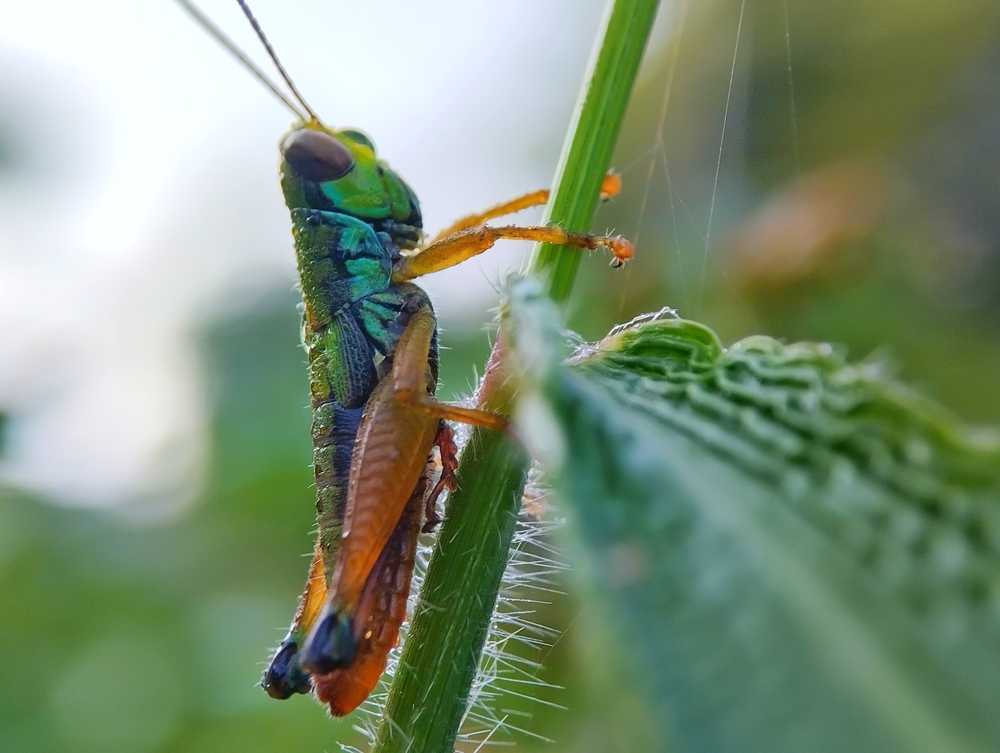 Featured image for How Long Do Grasshoppers Live? Eggs, Nymphs, and Adults