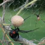 A close-up of two black widow spiders on a web, one larger and one smaller, near a round egg sac on a branch. The background is out of focus green.