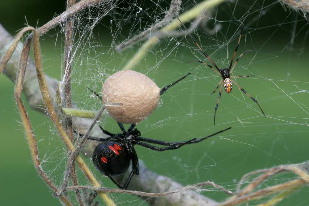 Featured image for How to Identify Male Black Widows: Markings and Key Traits