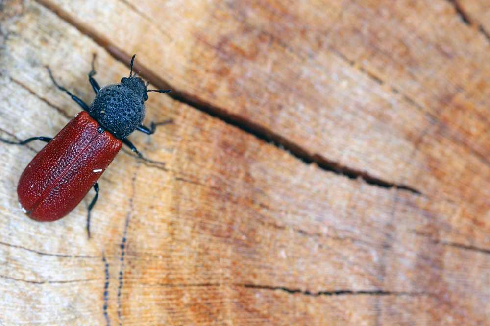 Featured image for How to Manage Powderpost Beetles in Furniture: Practical Tips