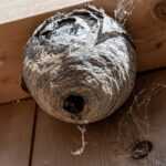 A large, gray wasp nest is attached to a wooden ceiling with visible grain and knots. The round nest has an entrance hole and some cobwebs nearby. If you need hornet removal, always follow safe methods on how to remove hornets.