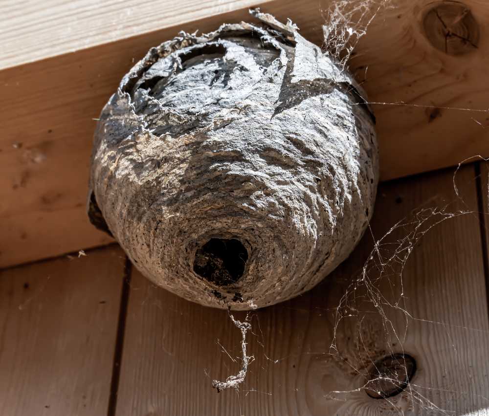 A large, gray wasp nest is attached to a wooden ceiling with visible grain and knots. The round nest has an entrance hole and some cobwebs nearby. If you need hornet removal, always follow safe methods on how to remove hornets.