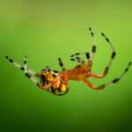 A close-up of an orange and black arachnid hanging upside down on its web against a blurred green background. The spider’s legs are extended, showing their striped pattern like a true speed demon of the insect world.