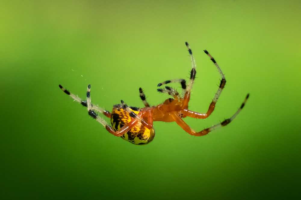 Featured image for What Is the Fastest Spider? Top Speed Facts and Species