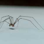 Close-up view of a harvestman, also known as a daddy longlegs, with long thin legs and a small brown body, standing on a smooth light-colored surface. The background is out of focus.