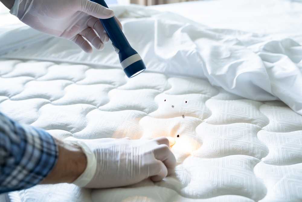 Featured image for Top Bed Bugs Exterminators: Effective Solutions for Your Pest Problem