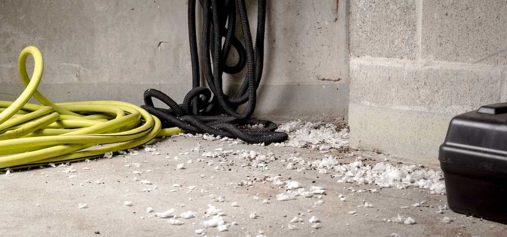 Featured image for Top Signs of Mice in Your Home: A Quick Homeowner Checklist