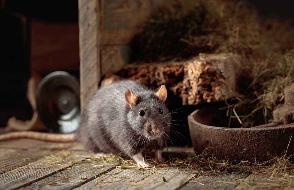 A black rat with white paws stands on a wooden floor, surrounded by hay, a metal bowl, and rustic wooden objects in a dimly lit setting—common signs of rats in house environments.