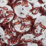 Numerous reddish-brown beetles crawl over and around partially eaten white round rice cakes, with many clustered together—an example that highlights the importance of beetle identification for managing beetles in house settings.