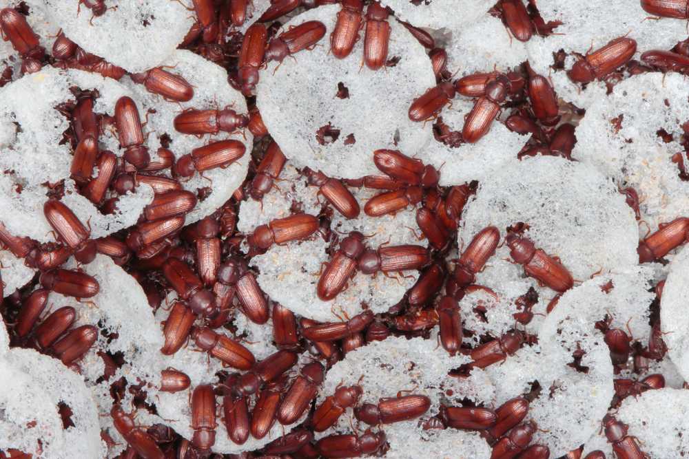 Numerous reddish-brown beetles crawl over and around partially eaten white round rice cakes, with many clustered together—an example that highlights the importance of beetle identification for managing beetles in house settings.