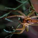 Close-up of a brown spider with striped markings, showcasing key hobo spider identification features, perched on a green plant with thin, textured leaves against a dark, blurred background.