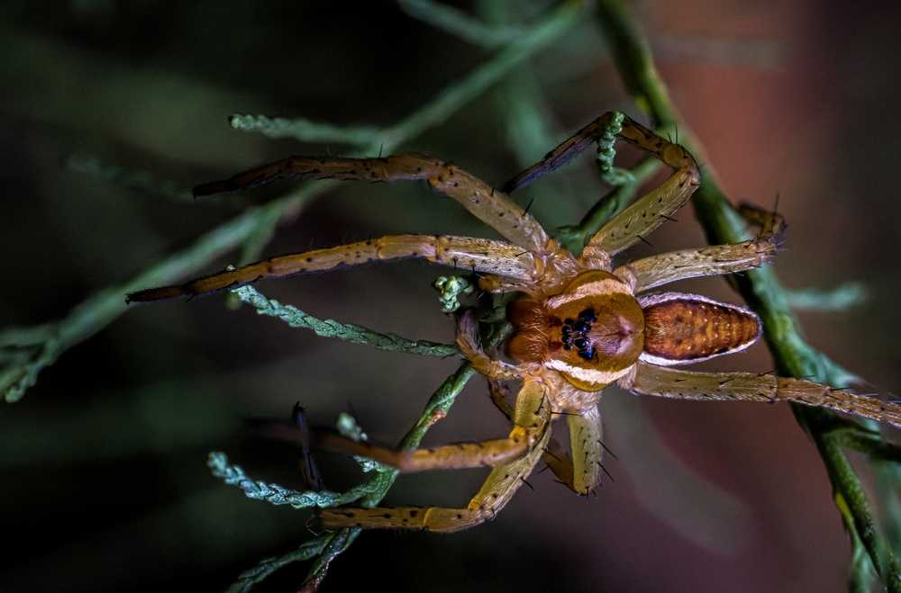Featured image for Understanding Hobo Spider Size: Facts and Identification Tips