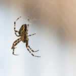 A close-up of a brown and black spider hanging upside down in the center of its web, with a blurred, light-colored background.