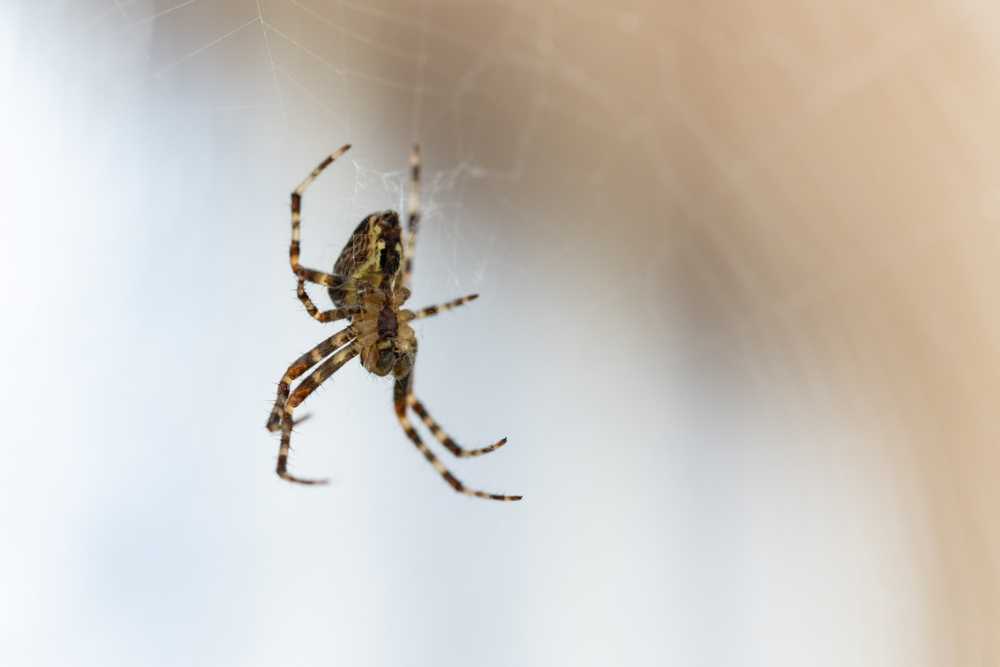Featured image for Understanding Household Spiders: Identification and Types