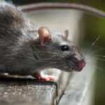 A close-up photo of a brown rat highlights key Roof Rat Characteristics, with detailed fur, ears, and tail visible as it stands on a wooden surface. The whiskers stand out clearly against the blurred background.