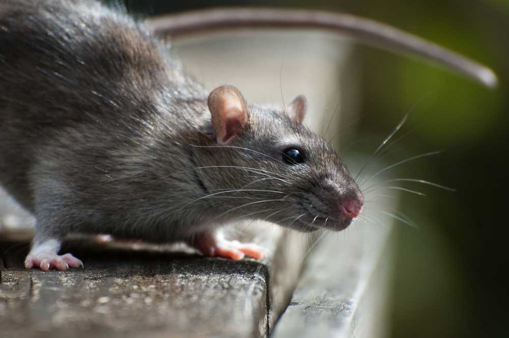 Featured image for Roof Rat Size: Identification and Key Characteristics