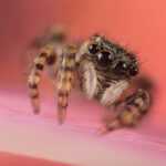 A close-up photo of a jumping spider with striped legs and large black eyes, standing on a pink surface with a soft pink background, often sparks curiosity about Salticidae bites, their symptoms, and possible treatment.