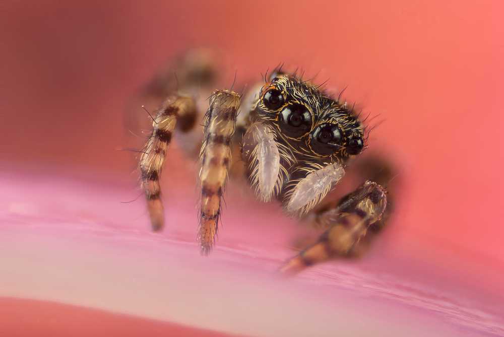 Featured image for Jumping Spider (Salticidae) Bites: Symptoms and Treatment