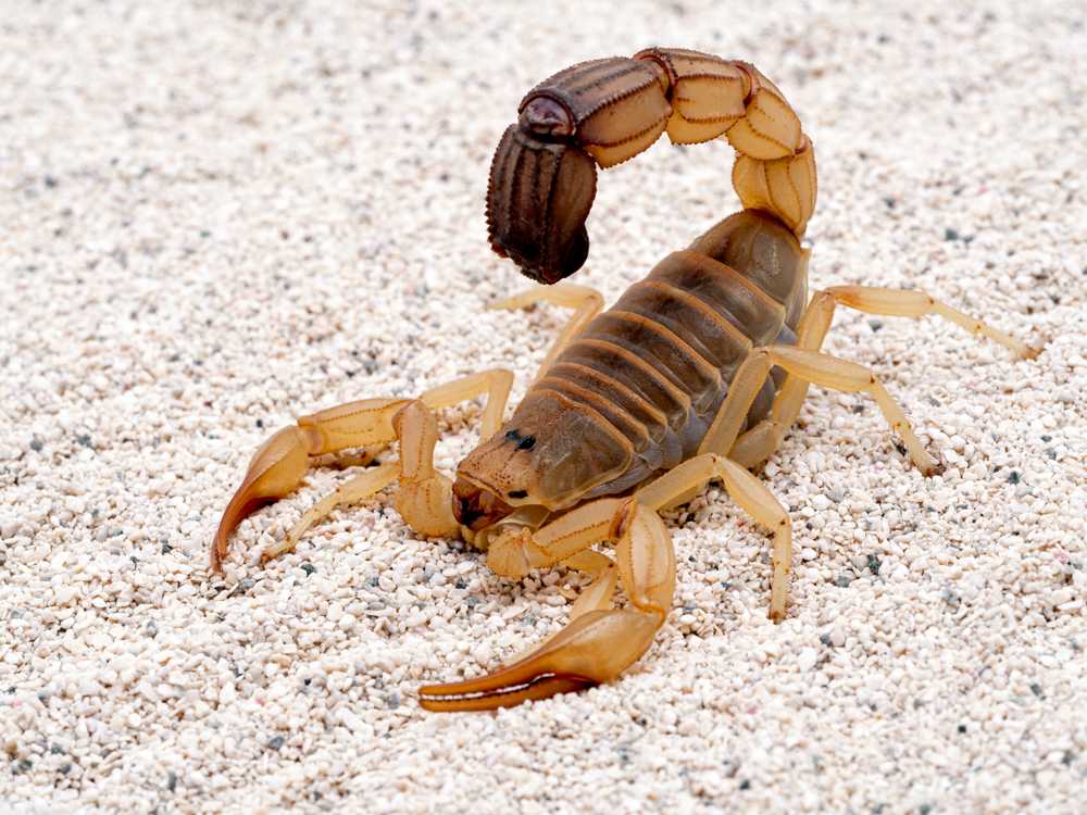 Featured image for Venomous Scorpions: What to Know and How to Stay Safe