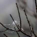 A close-up of a spider web with dewdrops on it, stretched between the thin, bare branches of a plant—an example of spider survival during the colder months. The background is blurred and muted in color.