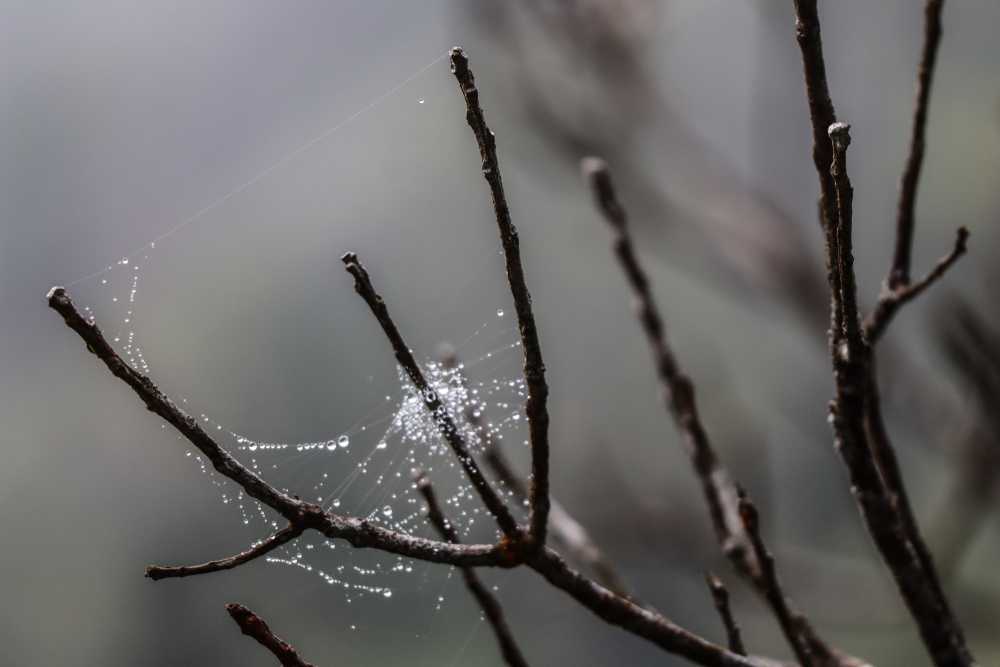 A close-up of a spider web with dewdrops on it, stretched between the thin, bare branches of a plant—an example of spider survival during the colder months. The background is blurred and muted in color.