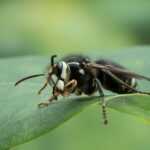 A close-up view of a black and white hornet standing on a green leaf, with its legs and antennae visible against a blurred green background.