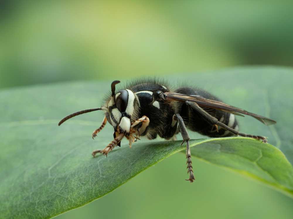 Featured image for White-Faced Hornet Sting: Dangers, Symptoms, and Safety Tips