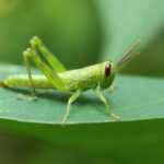 A close-up photo of a green grasshopper with brown antennae stands on a leaf. The blurred green background highlights the insect, offering insight into grasshoppers and what you need to know about these fascinating creatures.