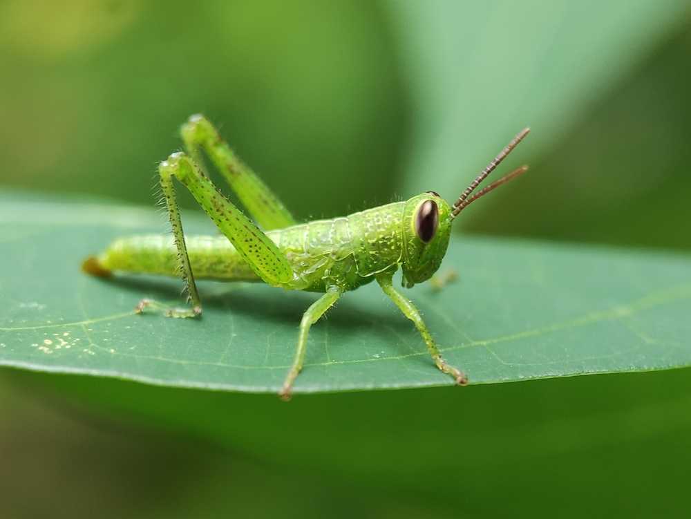 Featured image for Are Grasshoppers Dangerous? What You Need to Know