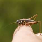 A close-up of a Cricket Insect standing on a person's finger, with a green blurry background. The cricket's antennae and legs are clearly visible—a helpful detail for those seeking identification or control tips in Las Vegas.