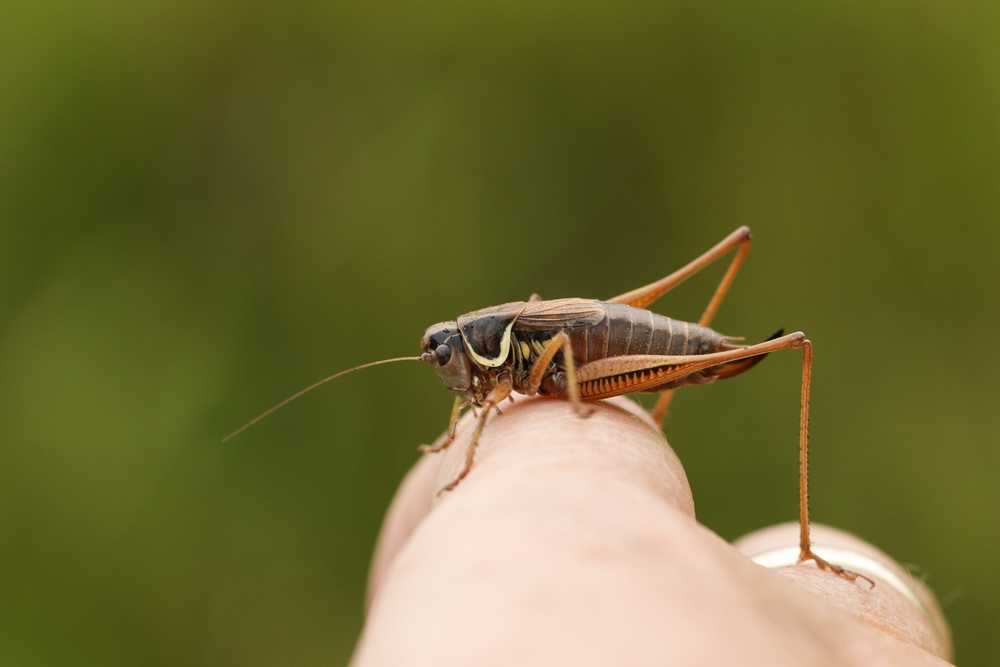 A close-up of a Cricket Insect standing on a person's finger, with a green blurry background. The cricket's antennae and legs are clearly visible—a helpful detail for those seeking identification or control tips in Las Vegas.