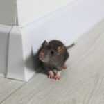 A small black rat with pink paws and ears is sitting on a light-colored wood floor next to a white baseboard and wall corner, one of the signs of mice you might notice during a mice infestation.