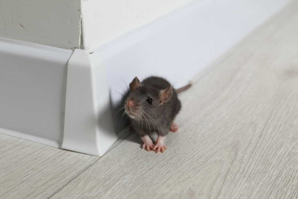 Featured image for How to Tell If You Have Mice: Clear Signs in Your Home