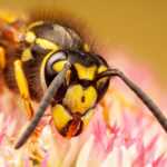 Close-up view of a yellow and black wasp, often mistaken for yellow jackets, on top of pink and white flower petals, showing detailed patterns on its face and body—perfect for illustrating safe solutions in pest control.