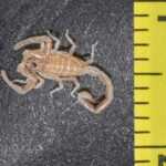 A small, light brown scorpion lies next to a yellow ruler on a textured dark surface, showing its Scorpion size at about 1 inch long—offering insight into how big do scorpions get.