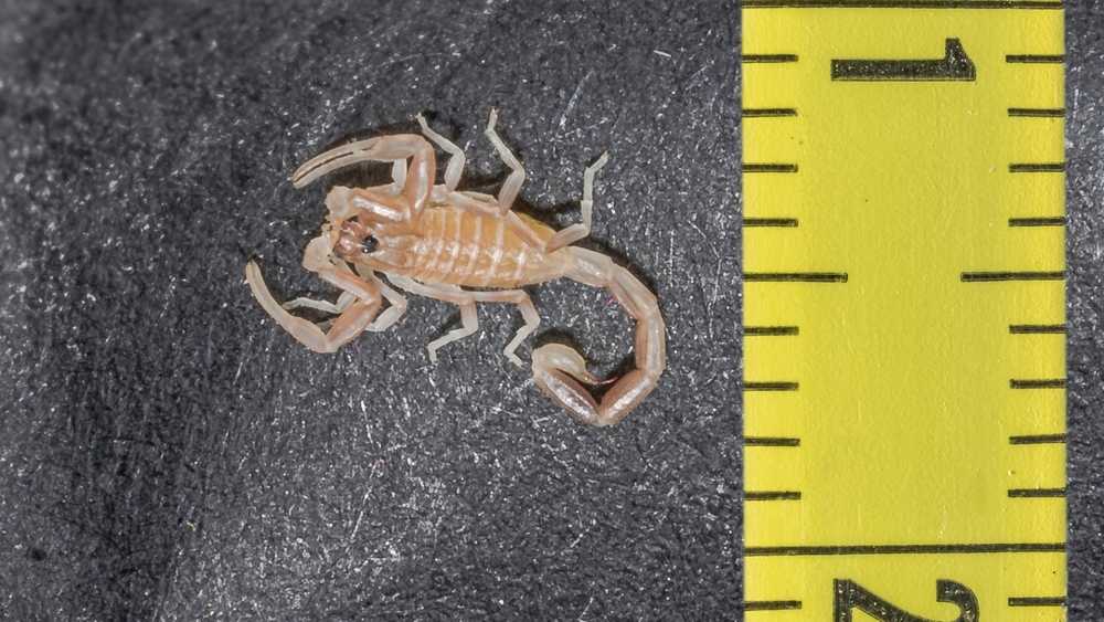 Featured image for How Big Do Scorpions Get? Size Facts and Examples