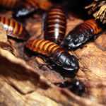 Several Madagascar hissing cockroaches, a unique type from common roach species, cluster together on a rough brown surface surrounded by dried plant material. Their dark brown and orange-banded bodies aid in easy roach identification.