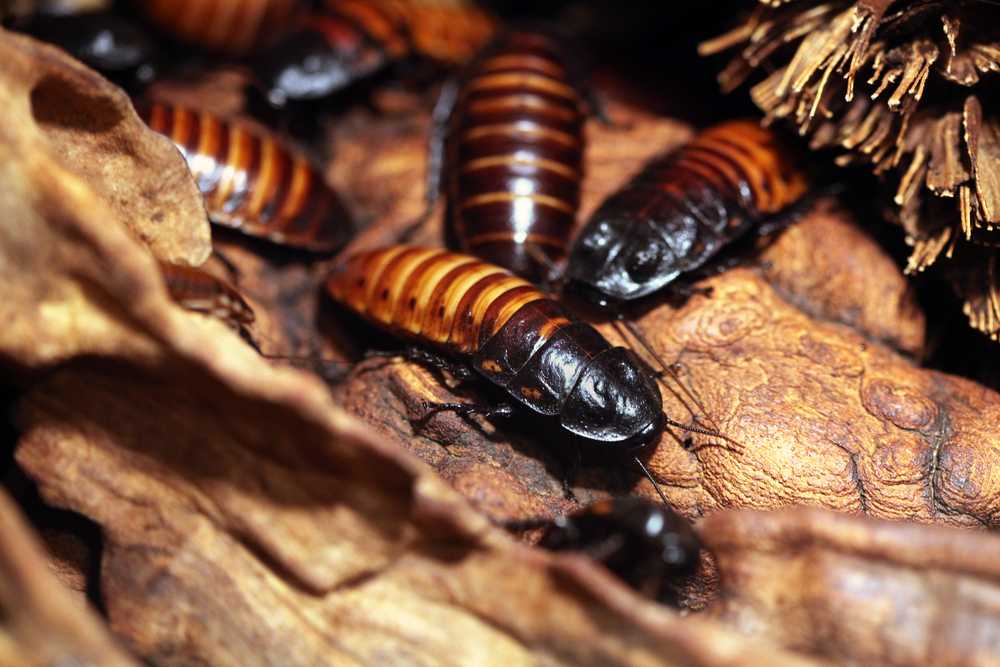 Featured image for Types of Cockroaches: Common Species You Should Know
