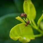 Two reddish-brown ants are on bright green leaves, with one ant positioned at the edge and the other slightly below it. The background is blurred, highlighting the ants and leaves in the foreground.
