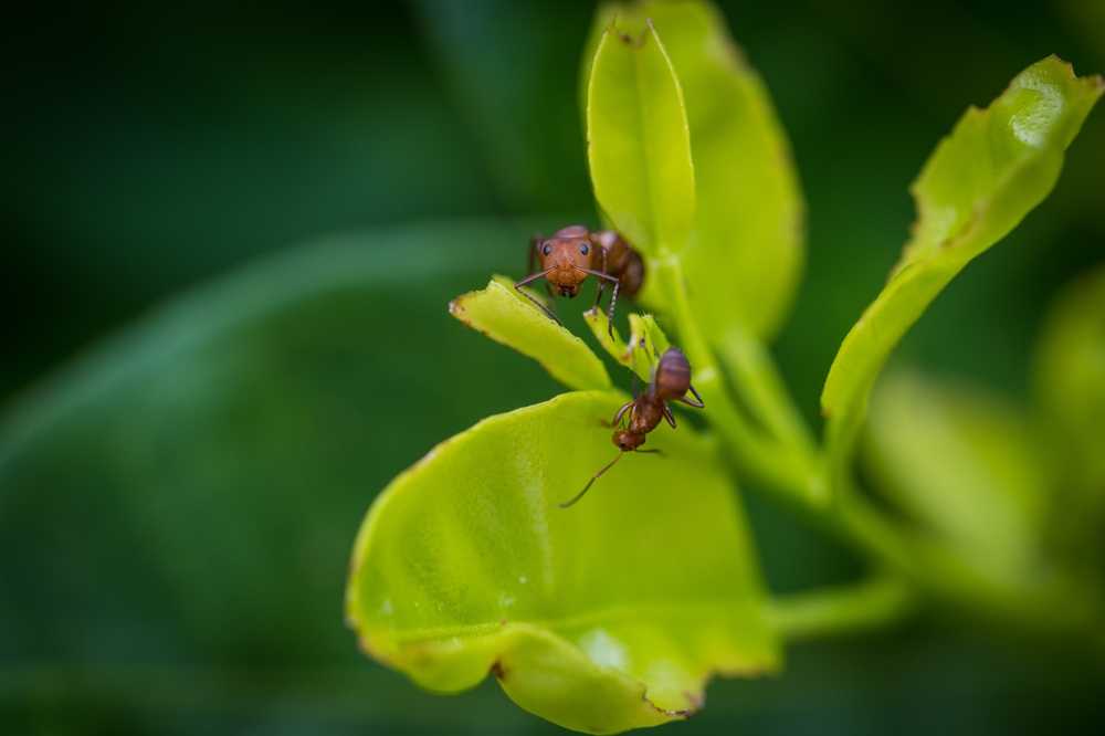 Featured image for Velvety Tree Ants: Identification, Behavior, and Control Tips