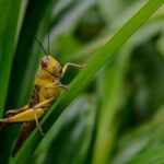 A yellowish-brown grasshopper is perched on a green blade of grass, surrounded by leaves in its natural outdoor environment, showcasing the typical grasshoppers habitat.